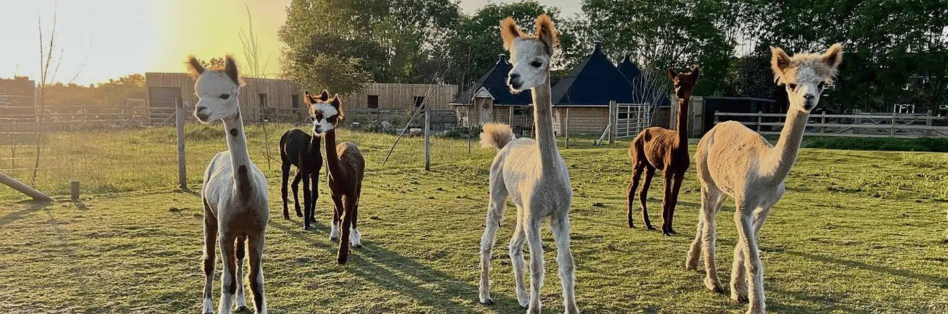 Nanny Sharon's Alpaca Farm Log Cabins